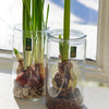 Winter Bulb Kits