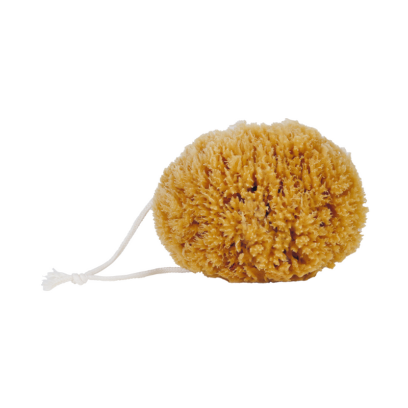 Large Natural Sea Sponge