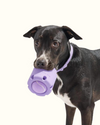 Tennis Tumble Interactive Dog Toy